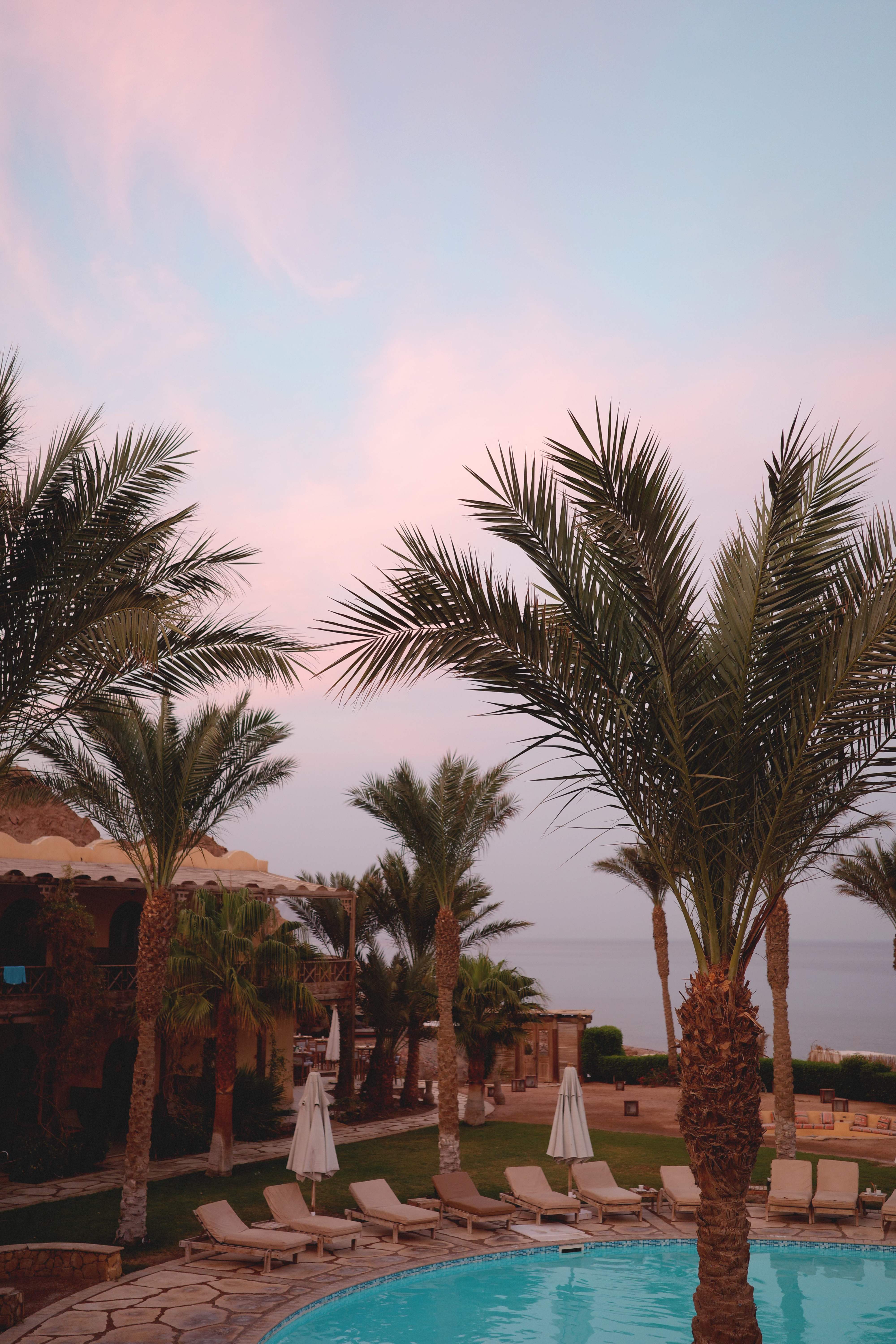 Pool area at pink sunset hour with palm trees
