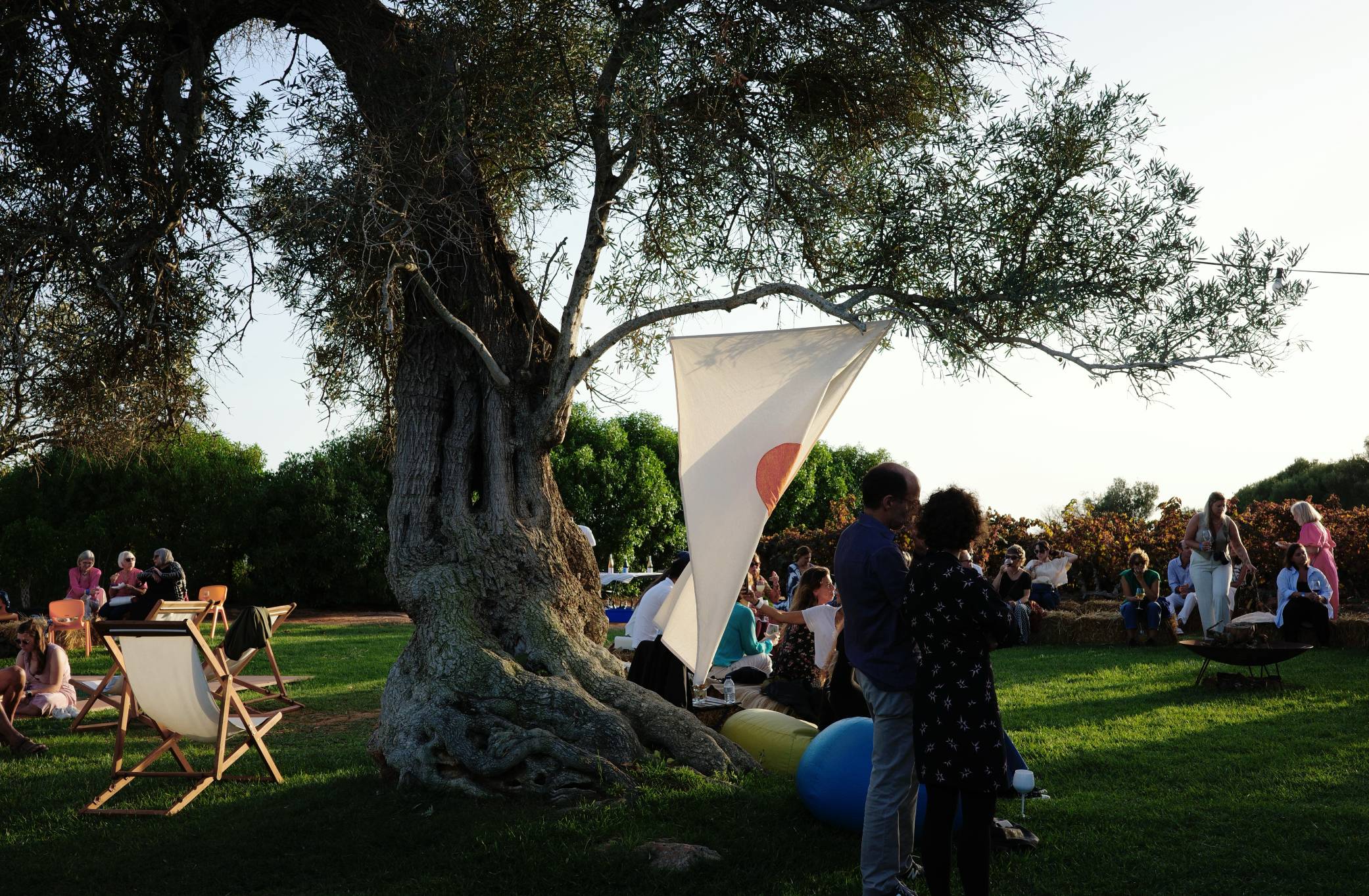 Lounge area under ancient olive tree